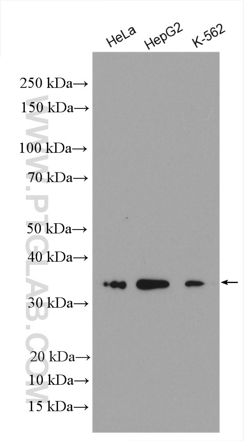 Western Blot (WB) analysis of various lysates using MRPL1 Polyclonal antibody (16254-1-AP)