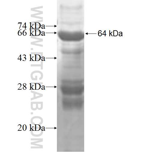 MRPL1 fusion protein Ag9270 SDS-PAGE