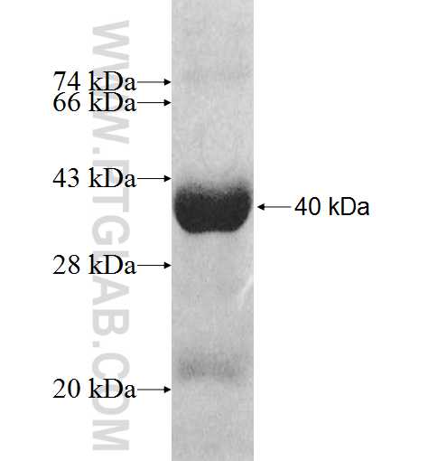 MRPL1 fusion protein Ag9580 SDS-PAGE