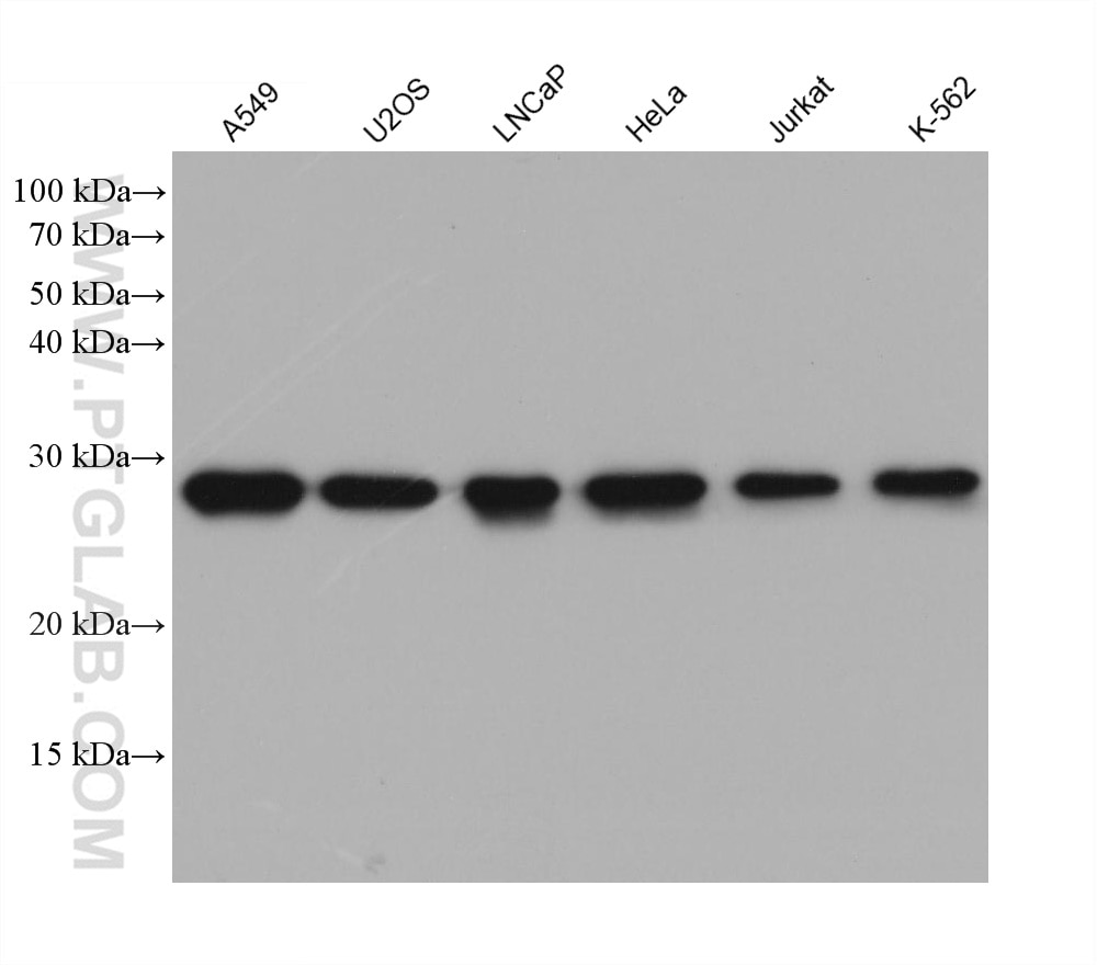 Western Blot (WB) analysis of various lysates using MRPL10 Monoclonal antibody (68623-1-Ig)