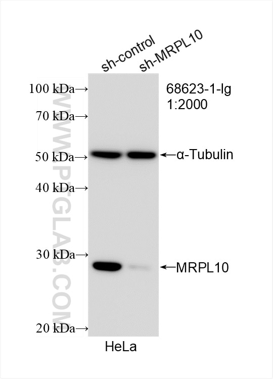 Western Blot (WB) analysis of HeLa cells using MRPL10 Monoclonal antibody (68623-1-Ig)
