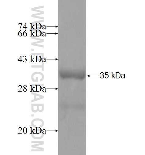 MRPL10 fusion protein Ag10060 SDS-PAGE