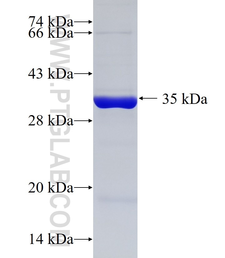 MRPL10 fusion protein Ag10060 SDS-PAGE