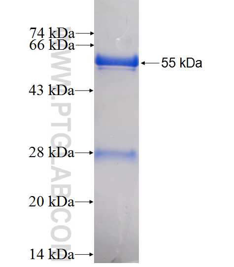 MRPL10 fusion protein Ag10087 SDS-PAGE