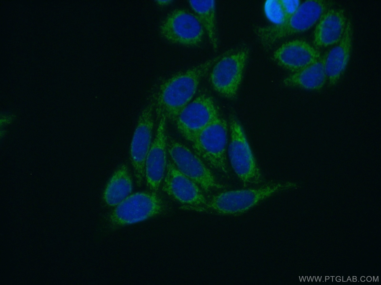 Immunofluorescence (IF) / fluorescent staining of HepG2 cells using MRPL11 Polyclonal antibody (15543-1-AP)