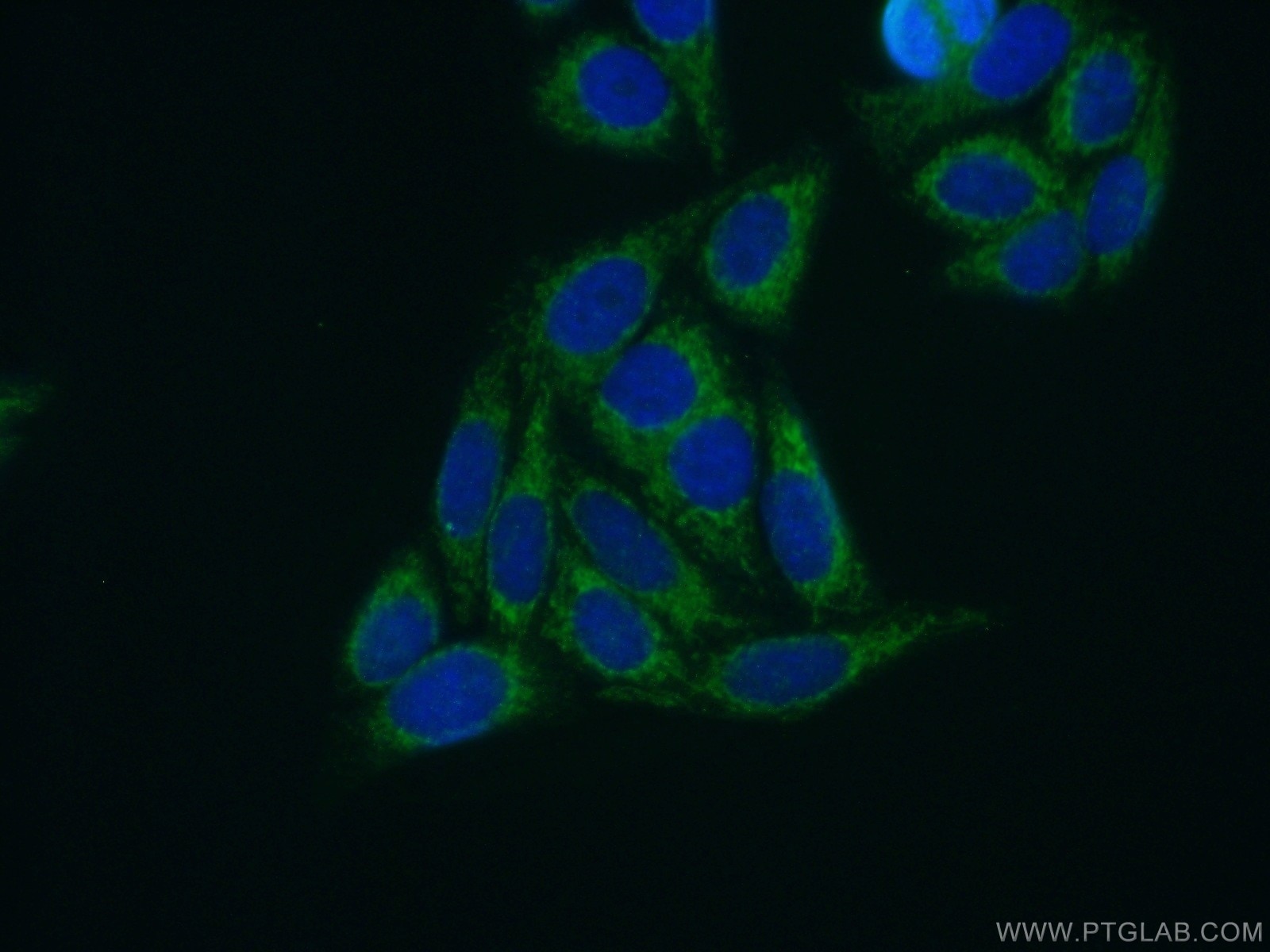 IF Staining of HepG2 using 15543-1-AP