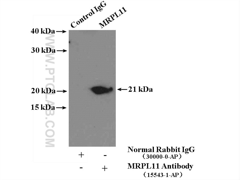 Immunoprecipitation (IP) experiment of mouse liver tissue using MRPL11 Polyclonal antibody (15543-1-AP)