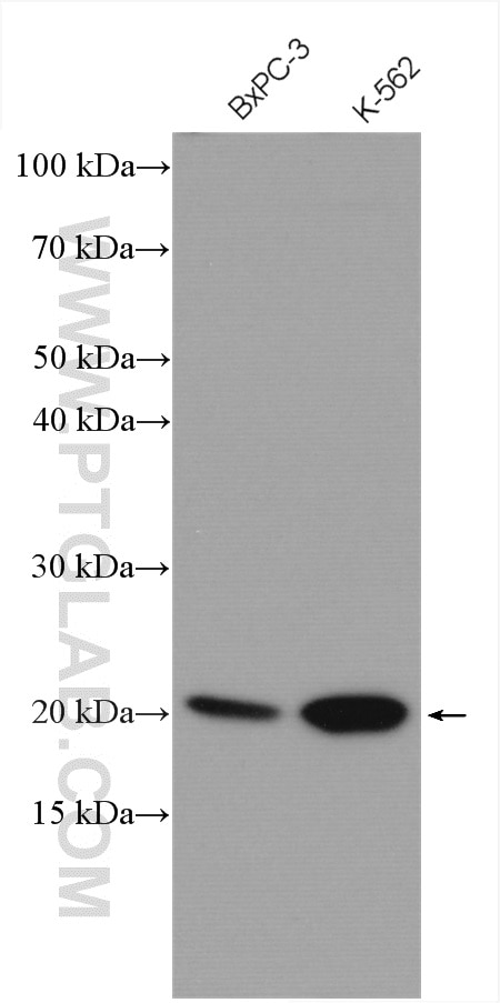 Western Blot (WB) analysis of various lysates using MRPL11 Polyclonal antibody (15543-1-AP)