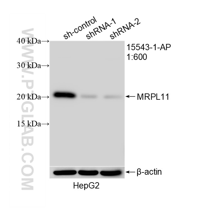 WB analysis of HepG2 using 15543-1-AP Western Blot (WB) analysis of HepG2 cells using MRPL11 Polyclonal antibody (15543-1-AP)