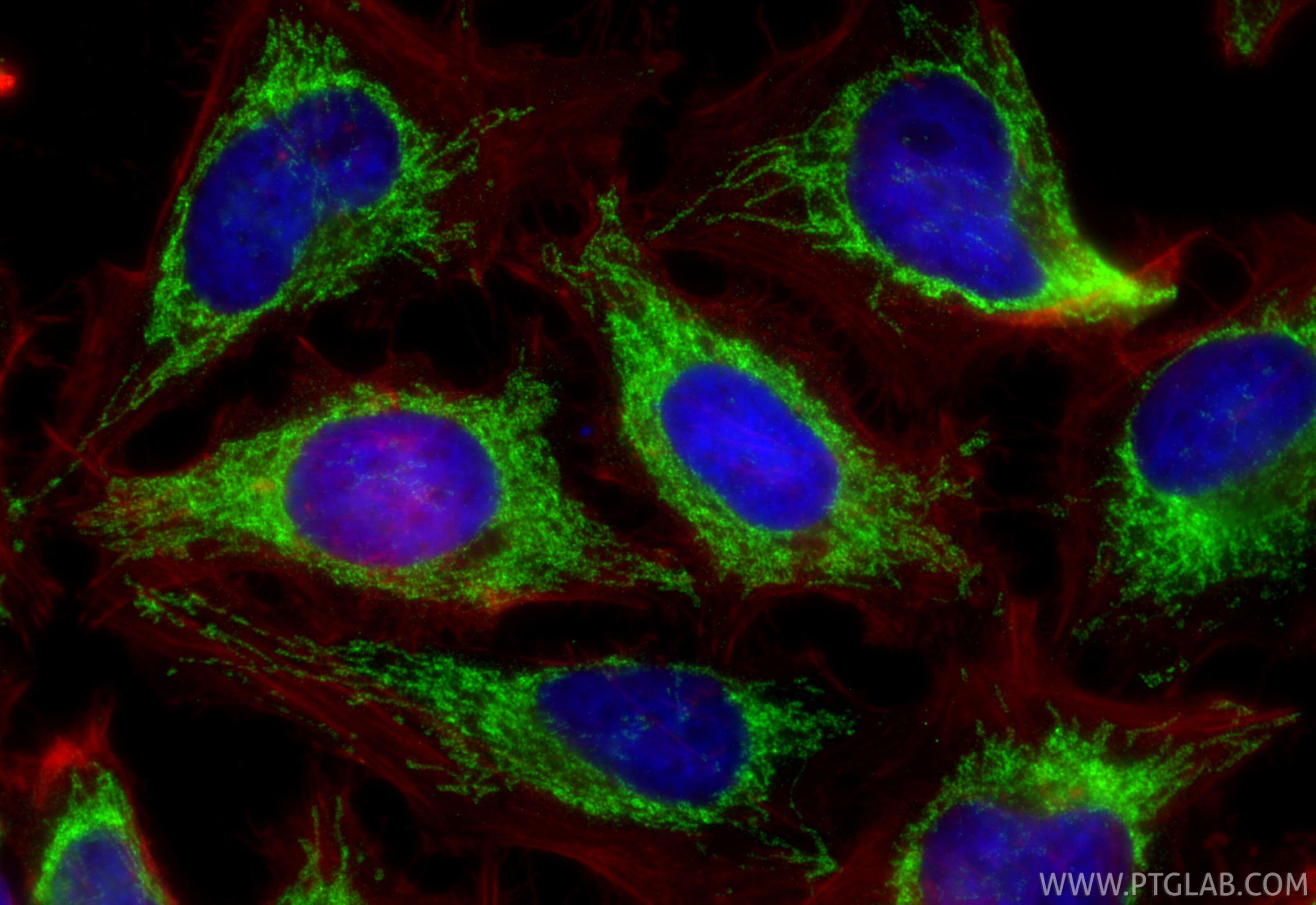 Immunofluorescence (IF) / fluorescent staining of HeLa cells using MRPL11 Recombinant antibody (85109-4-RR)