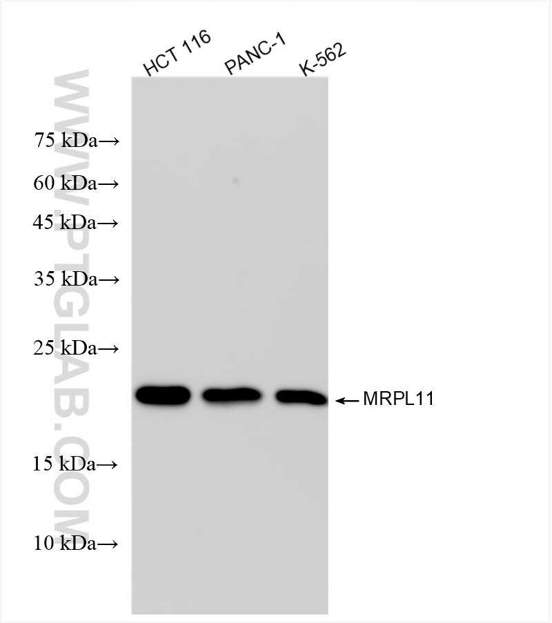Western Blot (WB) analysis of various lysates using MRPL11 Recombinant antibody (85109-5-RR)