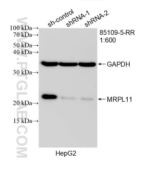 Western Blot (WB) analysis of HepG2 cells using MRPL11 Recombinant monoclonal antibody (85109-5-RR)