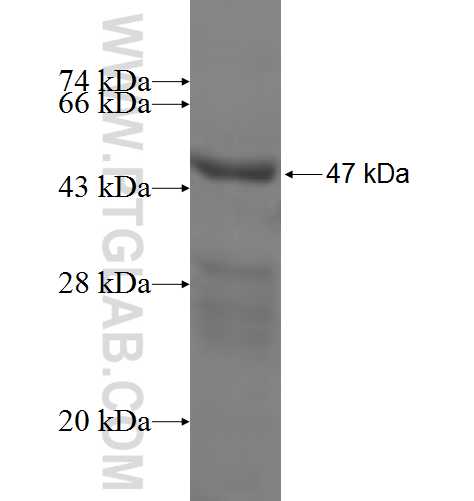 MRPL11 fusion protein Ag7899 SDS-PAGE