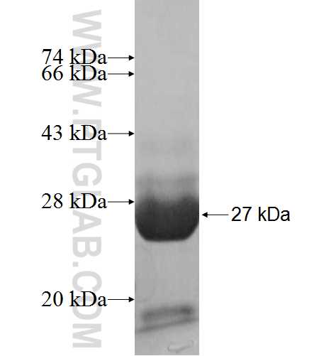 MRPL11 fusion protein Ag8114 SDS-PAGE