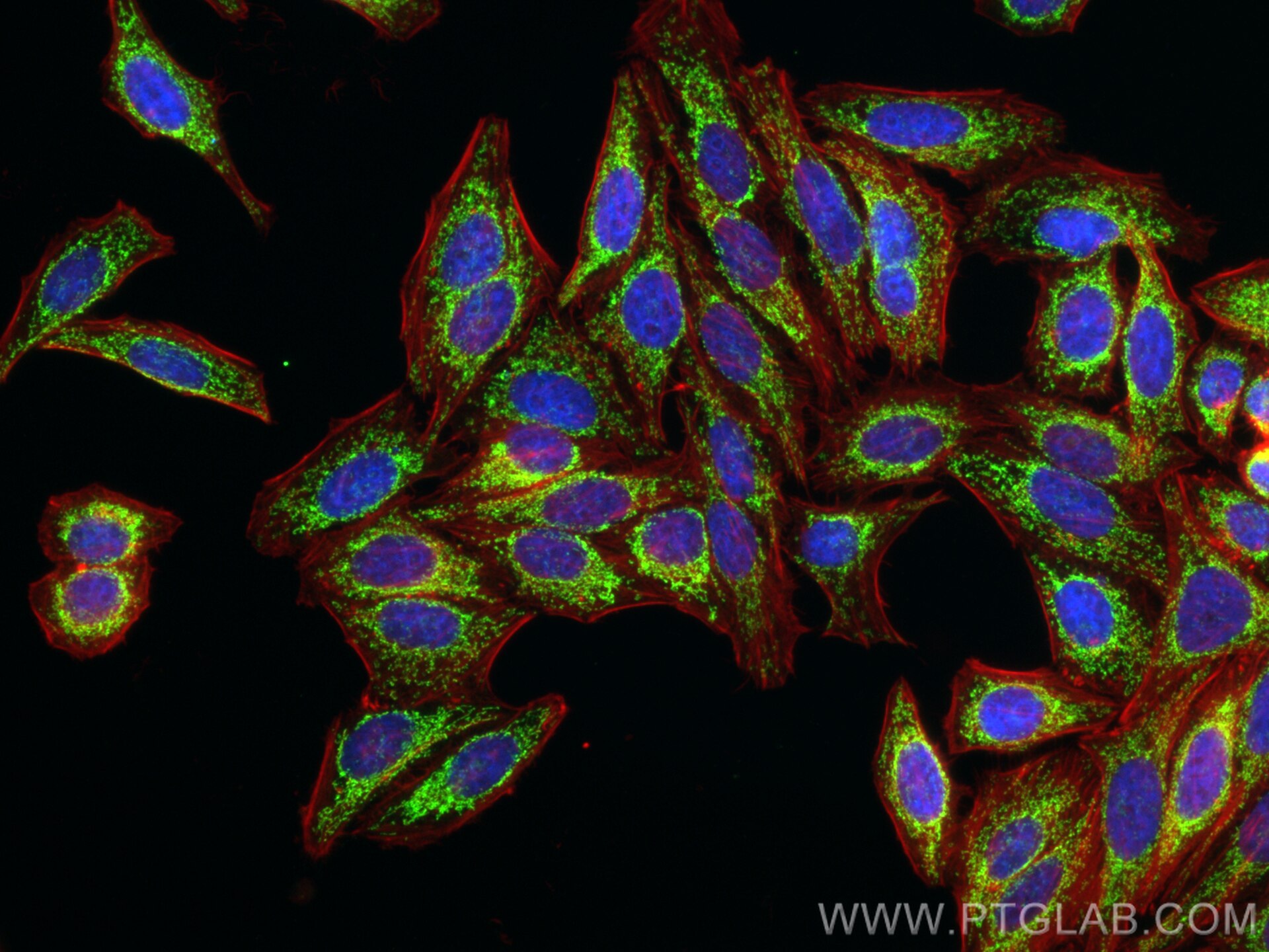 Immunofluorescence (IF) / fluorescent staining of HepG2 cells using MRPL12 Polyclonal antibody (14795-1-AP)