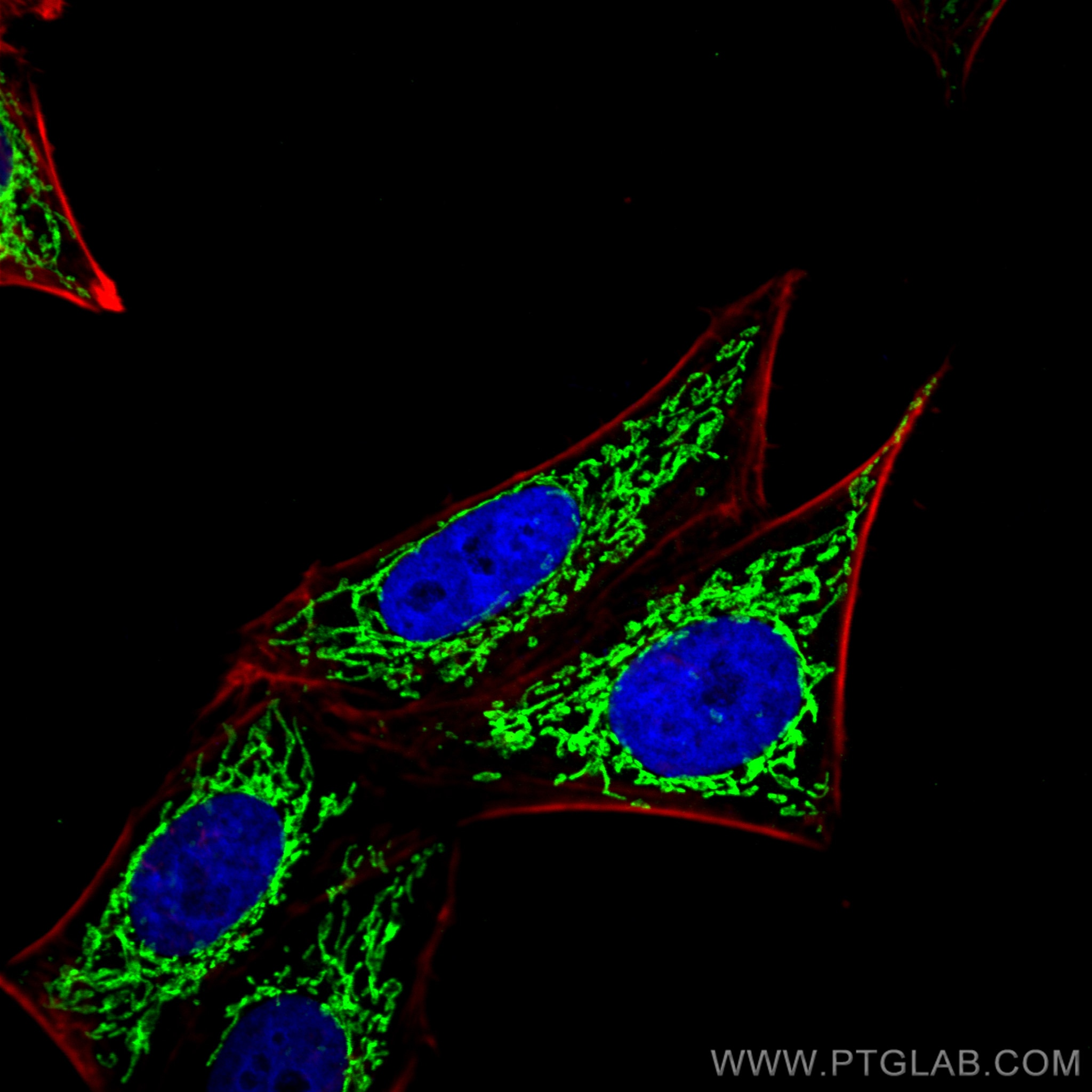 IF Staining of HepG2 using 14795-1-AP