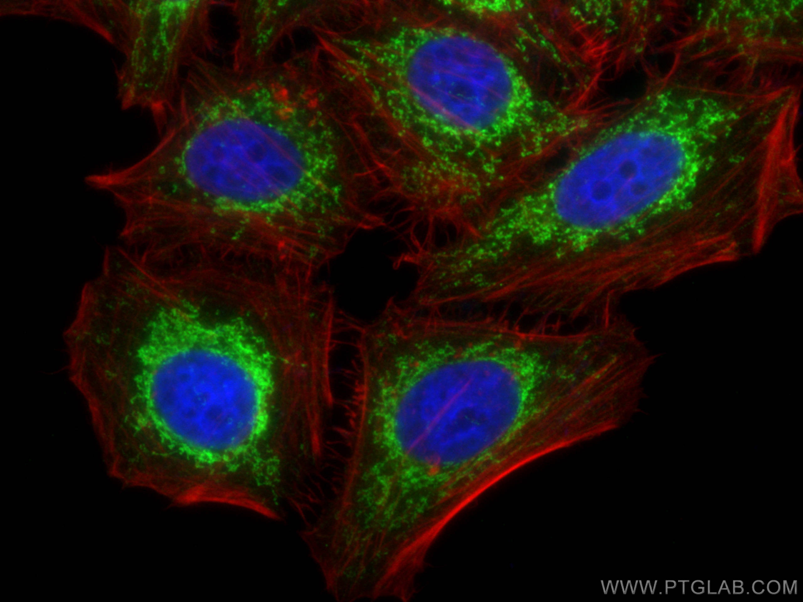 Immunofluorescence (IF) / fluorescent staining of HepG2 cells using MRPL12 Polyclonal antibody (14795-1-AP)