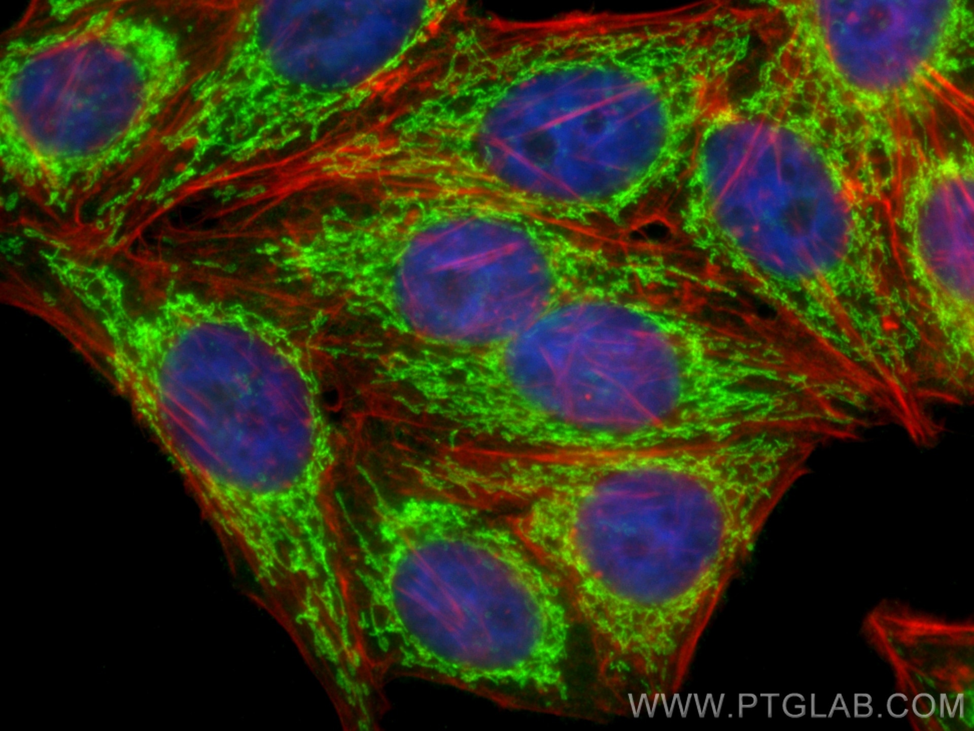 Immunofluorescence (IF) / fluorescent staining of HepG2 cells using MRPL12 Polyclonal antibody (14795-1-AP)