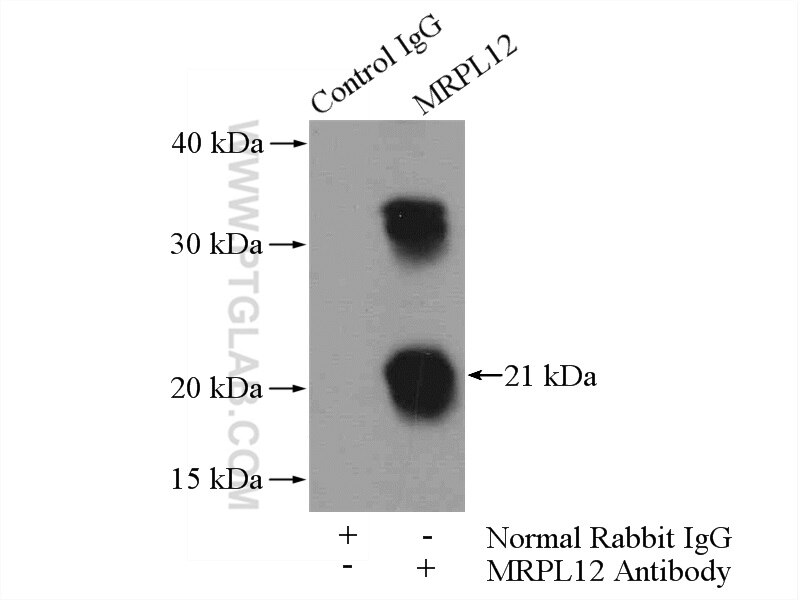 Immunoprecipitation (IP) experiment of HeLa cells using MRPL12 Polyclonal antibody (14795-1-AP)