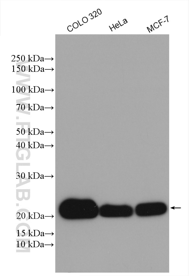 Western Blot (WB) analysis of various lysates using MRPL12 Polyclonal antibody (14795-1-AP)