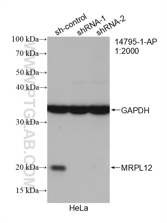 Western Blot (WB) analysis of HeLa cells using MRPL12 Polyclonal antibody (14795-1-AP)