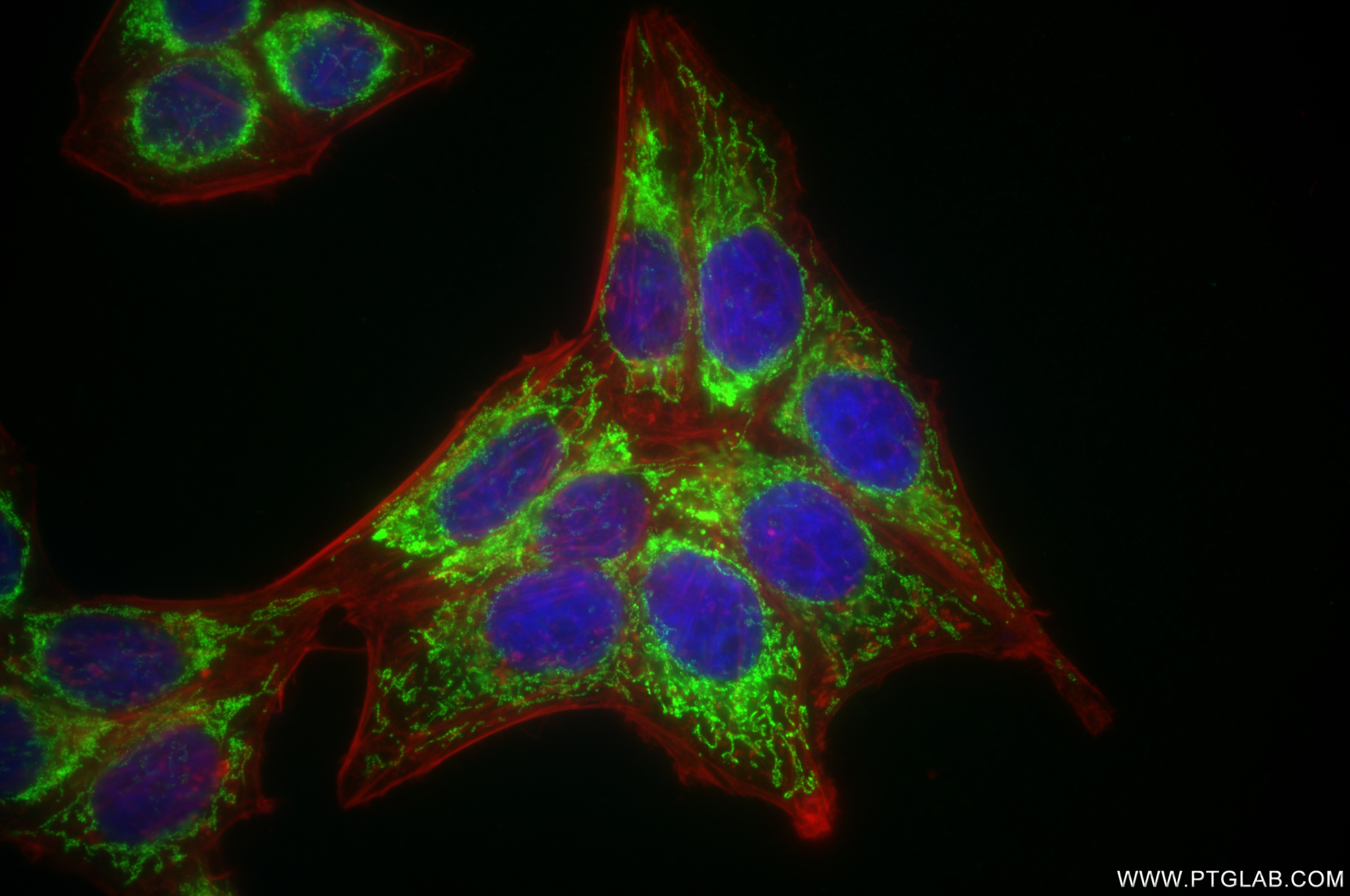 Immunofluorescence (IF) / fluorescent staining of HepG2 cells using MRPL12 Recombinant antibody (85070-5-RR)
