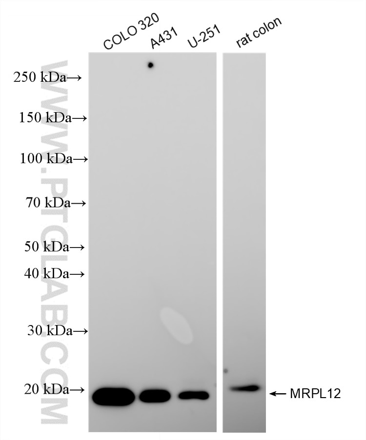 Western Blot (WB) analysis of various lysates using MRPL12 Recombinant antibody (85070-5-RR)