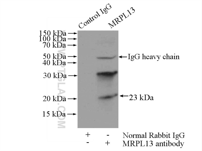 Immunoprecipitation (IP) experiment of mouse lung tissue using MRPL13 Polyclonal antibody (16241-1-AP)