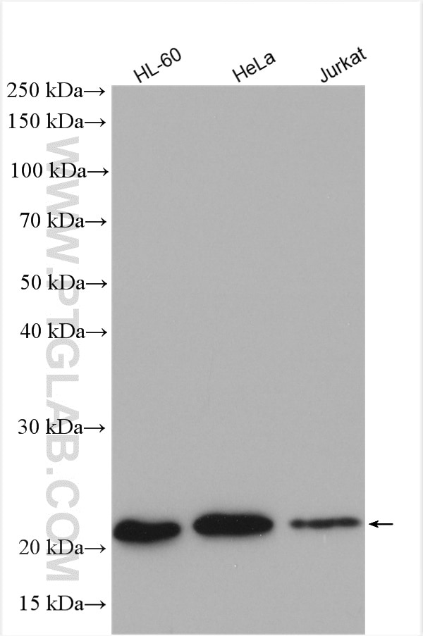 Western Blot (WB) analysis of various lysates using MRPL13 Polyclonal antibody (16241-1-AP)