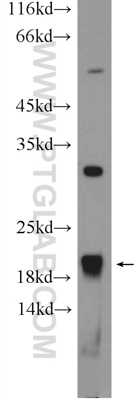 Western Blot (WB) analysis of rat lung tissue using MRPL13 Polyclonal antibody (16241-1-AP)