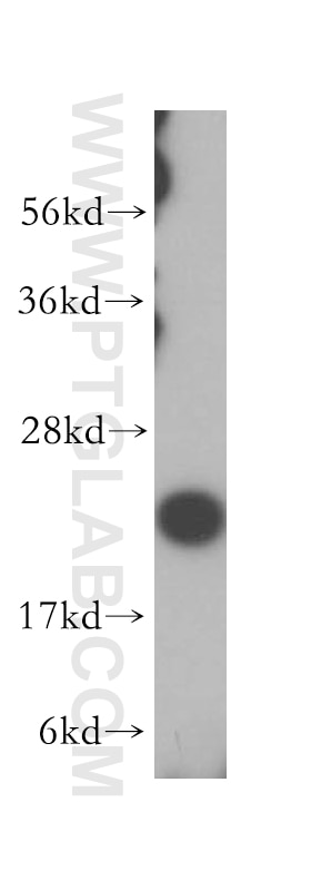 Western Blot (WB) analysis of HeLa cells using MRPL13 Polyclonal antibody (16241-1-AP)