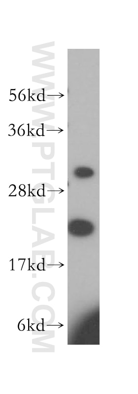 Western Blot (WB) analysis of HL-60 cells using MRPL13 Polyclonal antibody (16241-1-AP)