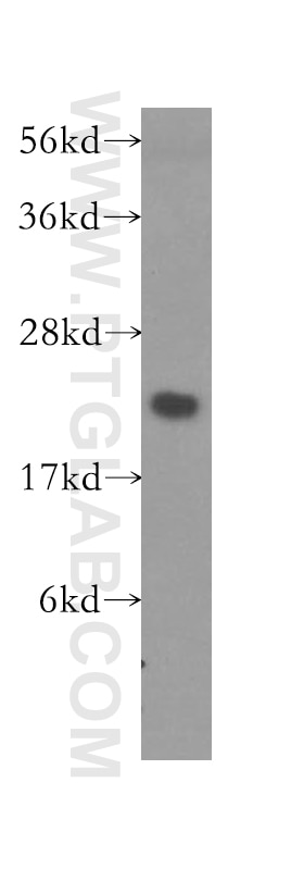 Western Blot (WB) analysis of mouse lung tissue using MRPL13 Polyclonal antibody (16241-1-AP)