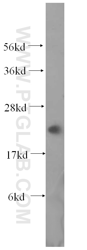 Western Blot (WB) analysis of Jurkat cells using MRPL13 Polyclonal antibody (16241-1-AP)