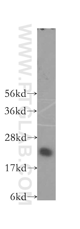 Western Blot (WB) analysis of COS-7 cells using MRPL13 Polyclonal antibody (16241-1-AP)