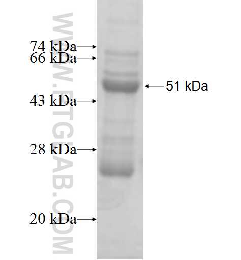 MRPL13 fusion protein Ag8941 SDS-PAGE