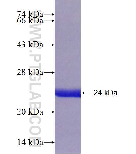 MRPL13 fusion protein Ag9105 SDS-PAGE