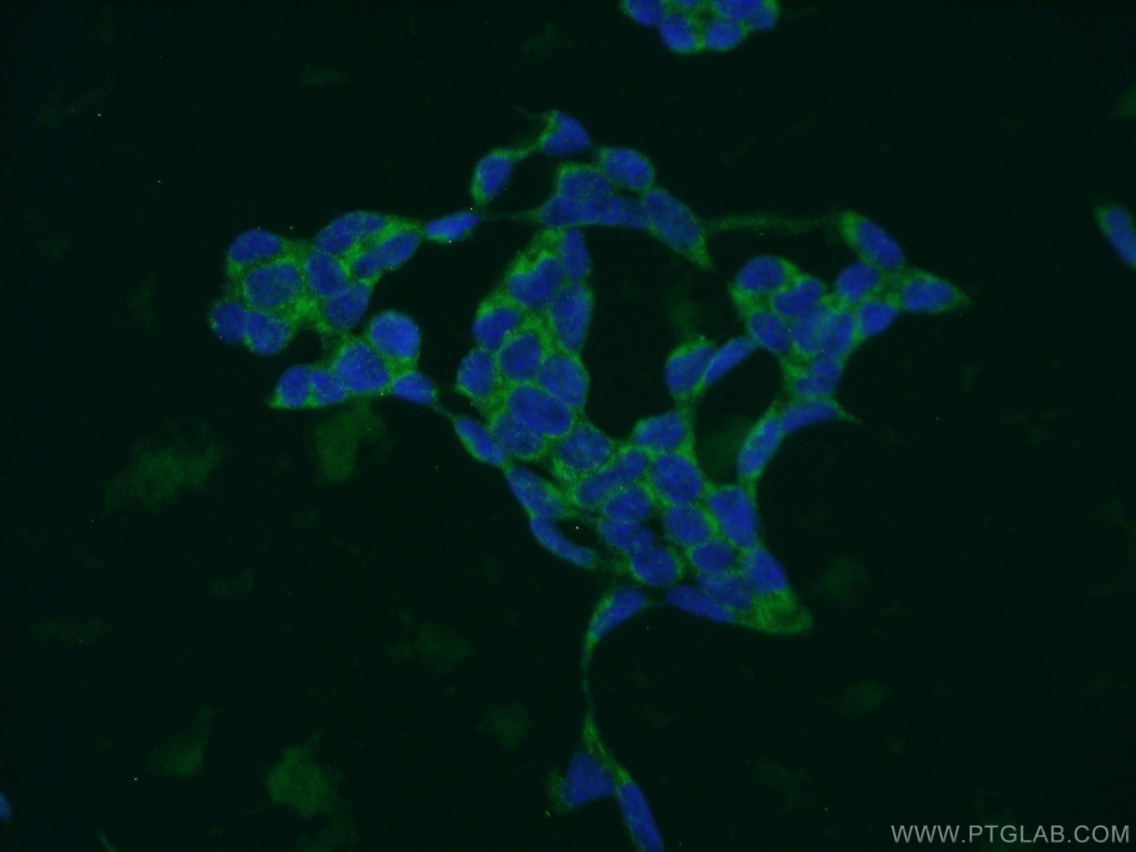 Immunofluorescence (IF) / fluorescent staining of HEK-293 cells using MRPL14 Polyclonal antibody (15040-1-AP)
