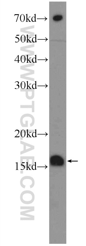 Western Blot (WB) analysis of HEK-293 cells using MRPL14 Polyclonal antibody (15040-1-AP)