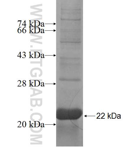 MRPL14 fusion protein Ag6808 SDS-PAGE