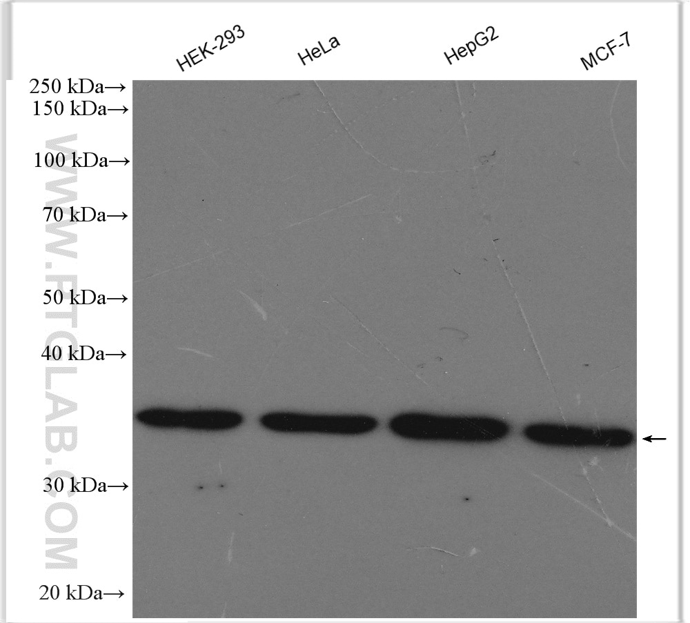 Western Blot (WB) analysis of various lysates using MRPL15 Polyclonal antibody (18339-1-AP)