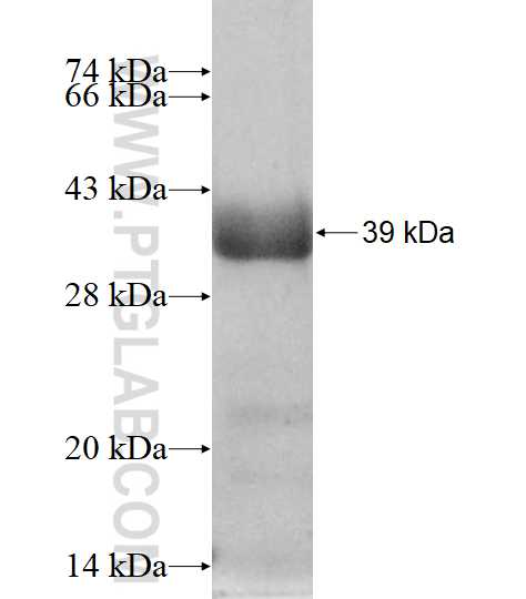 MRPL15 fusion protein Ag13087 SDS-PAGE