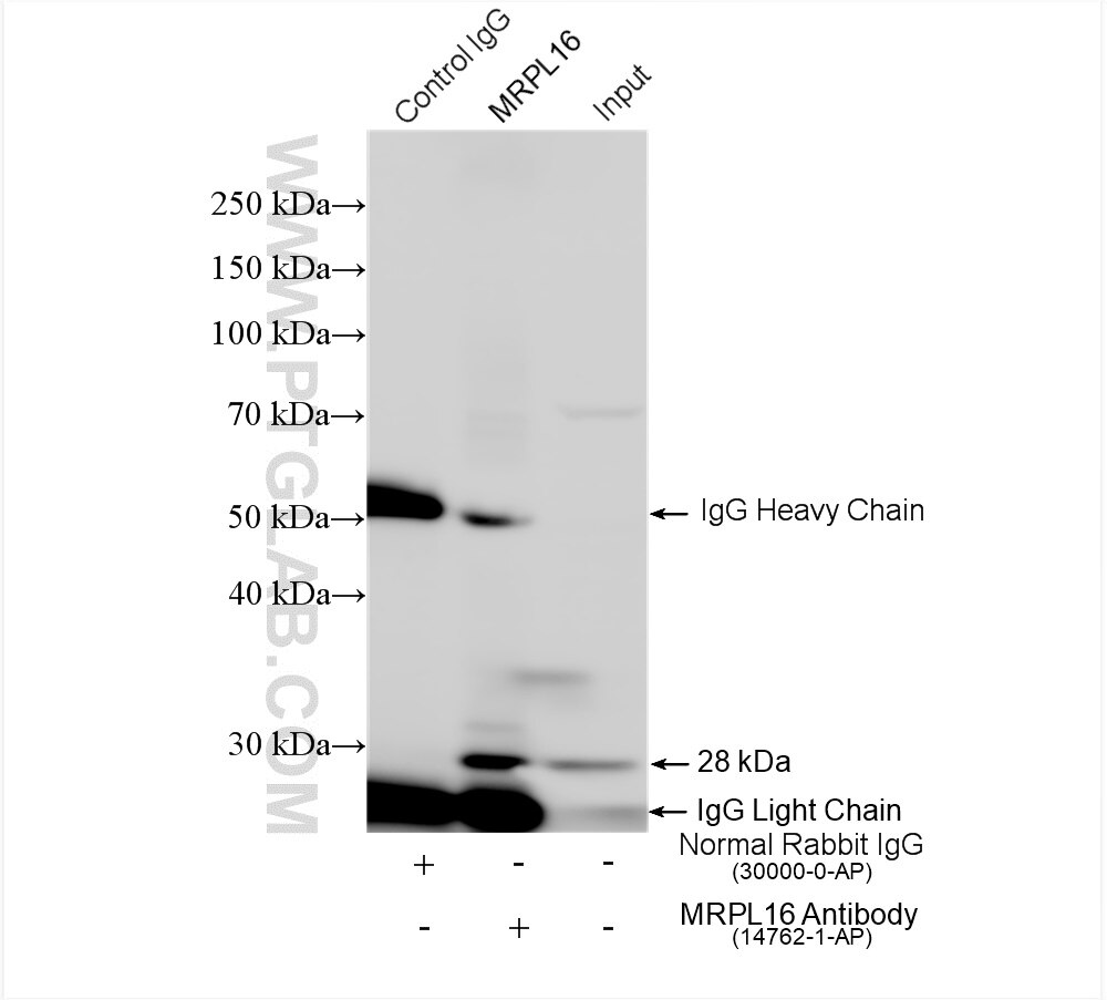 Immunoprecipitation (IP) experiment of HeLa cells using MRPL16 Polyclonal antibody (14762-1-AP)