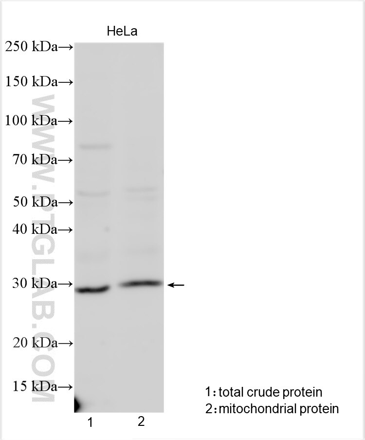 Western Blot (WB) analysis of various lysates using MRPL16 Polyclonal antibody (14762-1-AP)