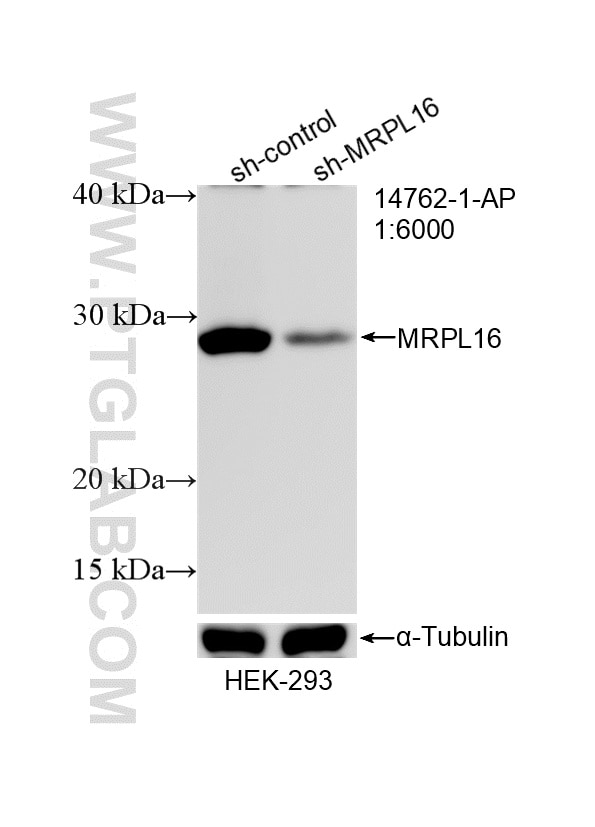 Western Blot (WB) analysis of HEK-293 cells using MRPL16 Polyclonal antibody (14762-1-AP)