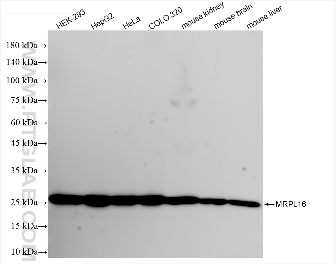 Western Blot (WB) analysis of various lysates using MRPL16 Recombinant antibody (83888-1-RR)