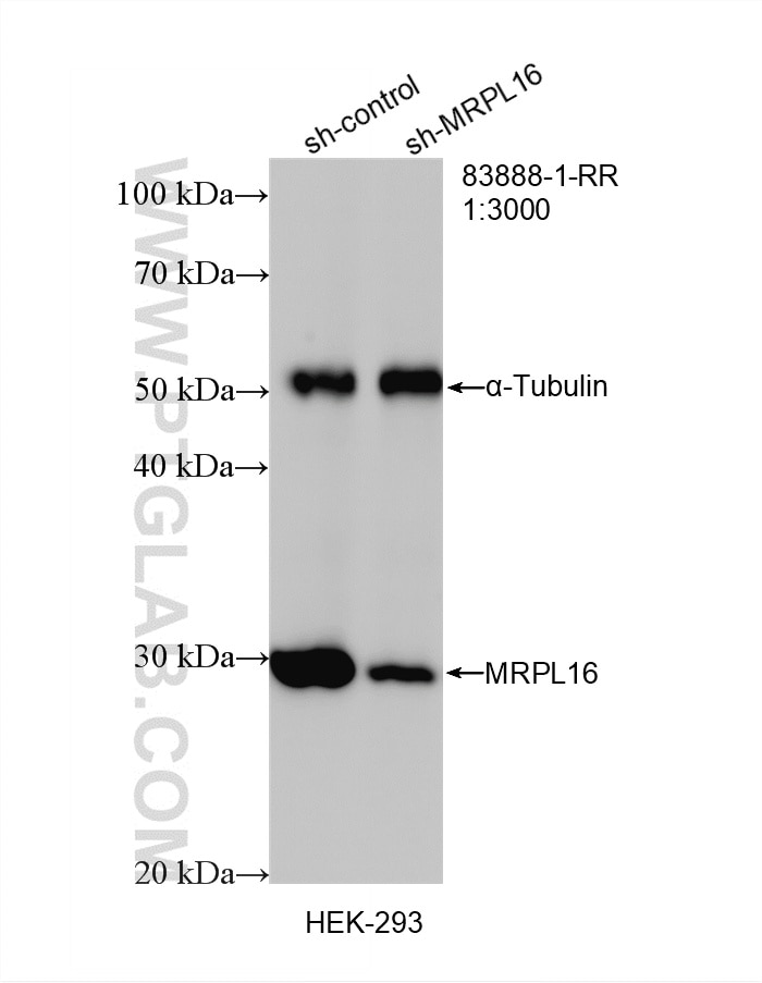 Western Blot (WB) analysis of HEK-293 cells using MRPL16 Recombinant monoclonal antibody (83888-1-RR)