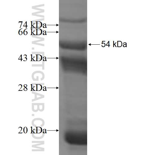 MRPL16 fusion protein Ag6523 SDS-PAGE