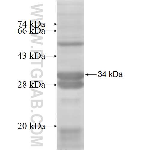 MRPL16 fusion protein Ag7004 SDS-PAGE
