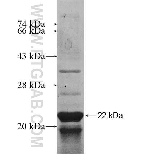 MRPL17 fusion protein Ag11232 SDS-PAGE